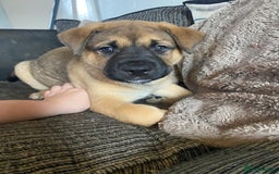 Mixed Breed dogs for sale: Rottweiler x Akita puppy  - Image 1