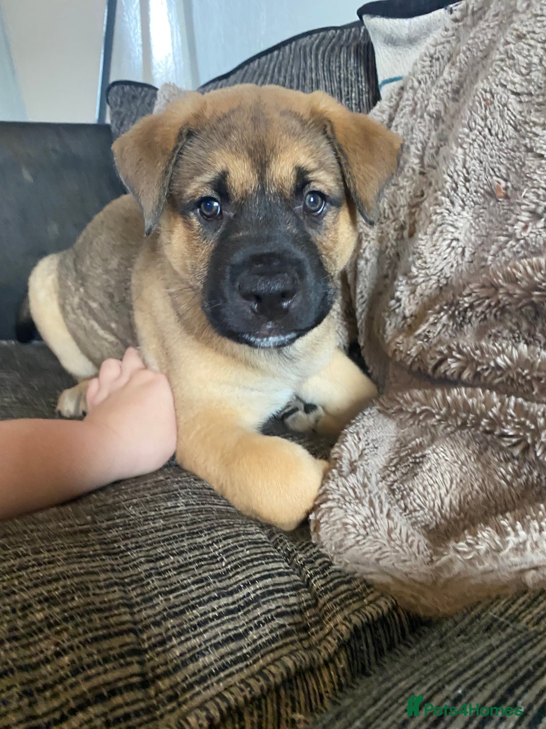 Mixed Breed dogs for sale: Rottweiler x Akita puppy  - Image 1