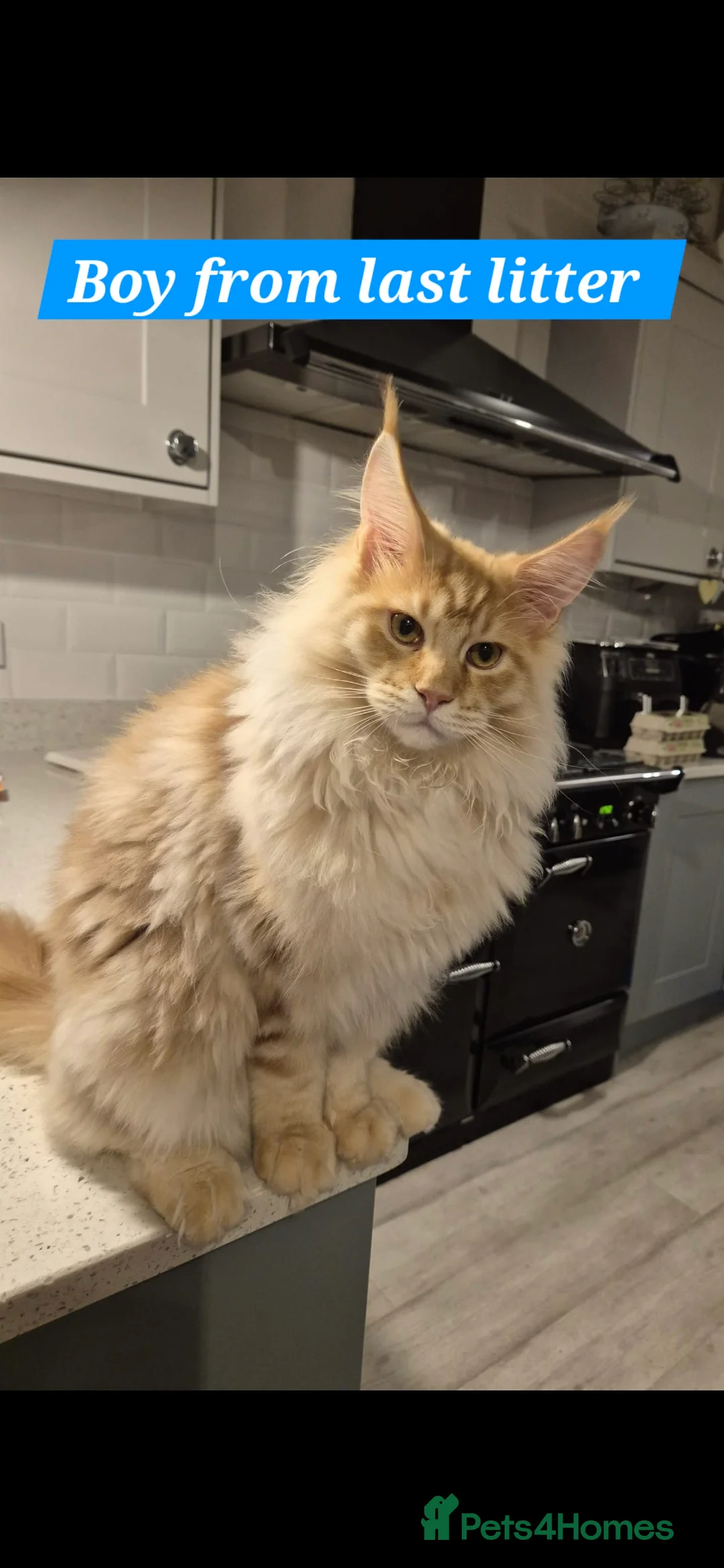 Maine Coon cats for sale: Beautiful Maine Coon boys . - Advert 32