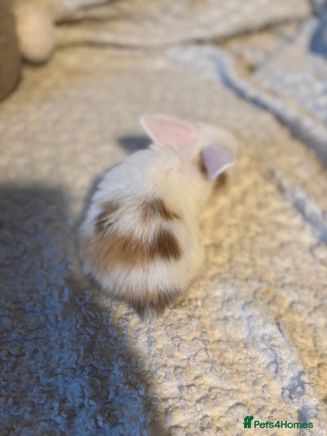 Mini Lop rabbits for sale: Mini lop babies 🫶🏻 ready to reserve ✨ - Image 17