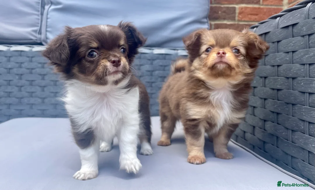 Chihuahua dogs for stud: Well Proven KC Reg Long Coat Lilac & Tan Stud in Washington - Advert 9