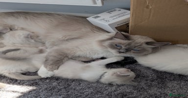 Ragdoll cats - Advert 1