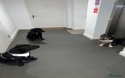 Mixed Breed dogs for stud: STAFFORDSHIRE BULL TERRIER MIX FOR STUD - Image 11