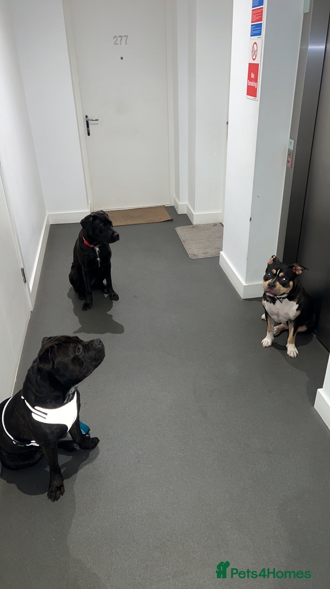 Mixed Breed dogs for stud: STAFFORDSHIRE BULL TERRIER MIX FOR STUD - Image 11