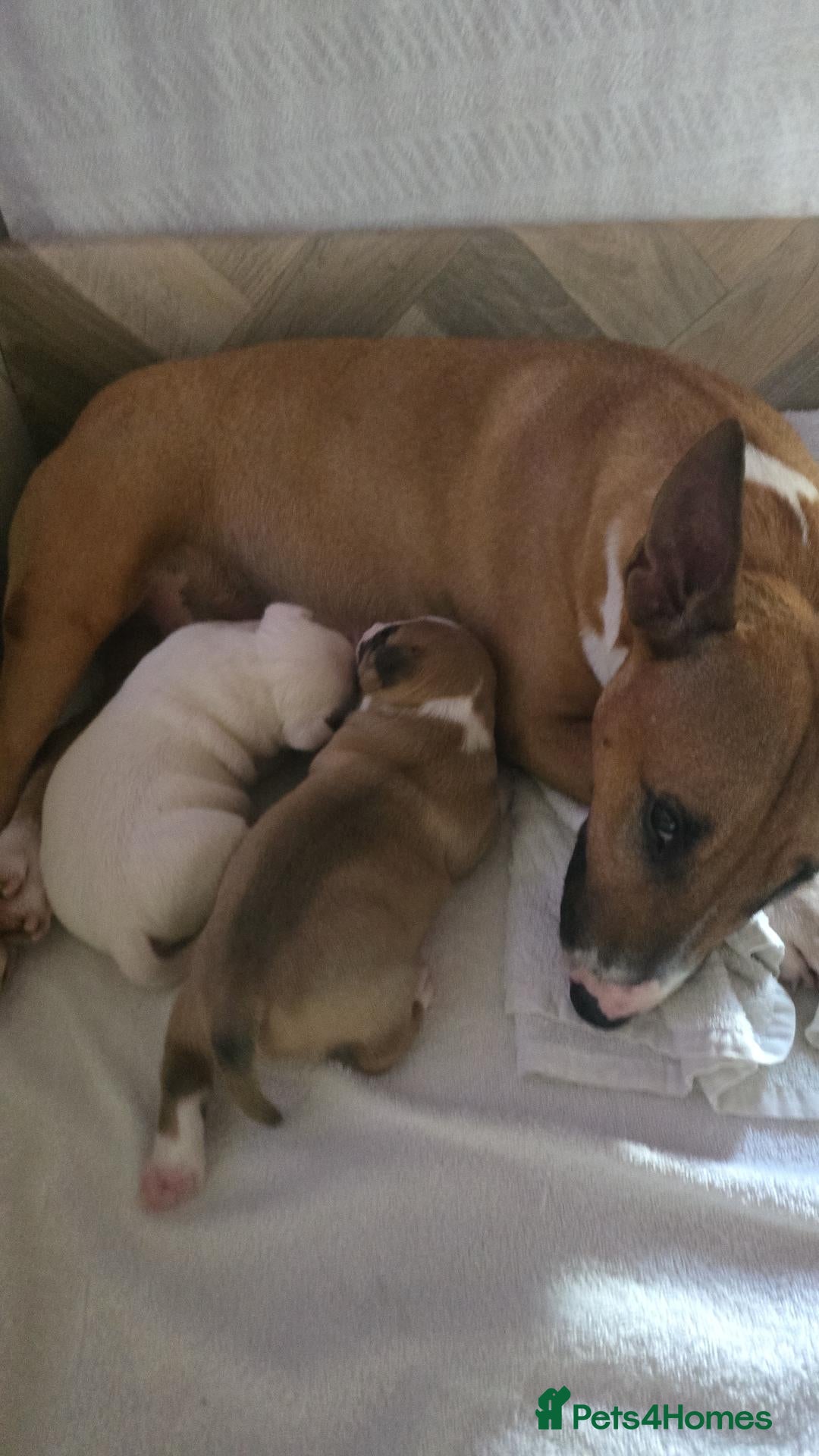 Miniature Bull terrier dogs for sale: Fawn and White MBT Boy - Advert 1