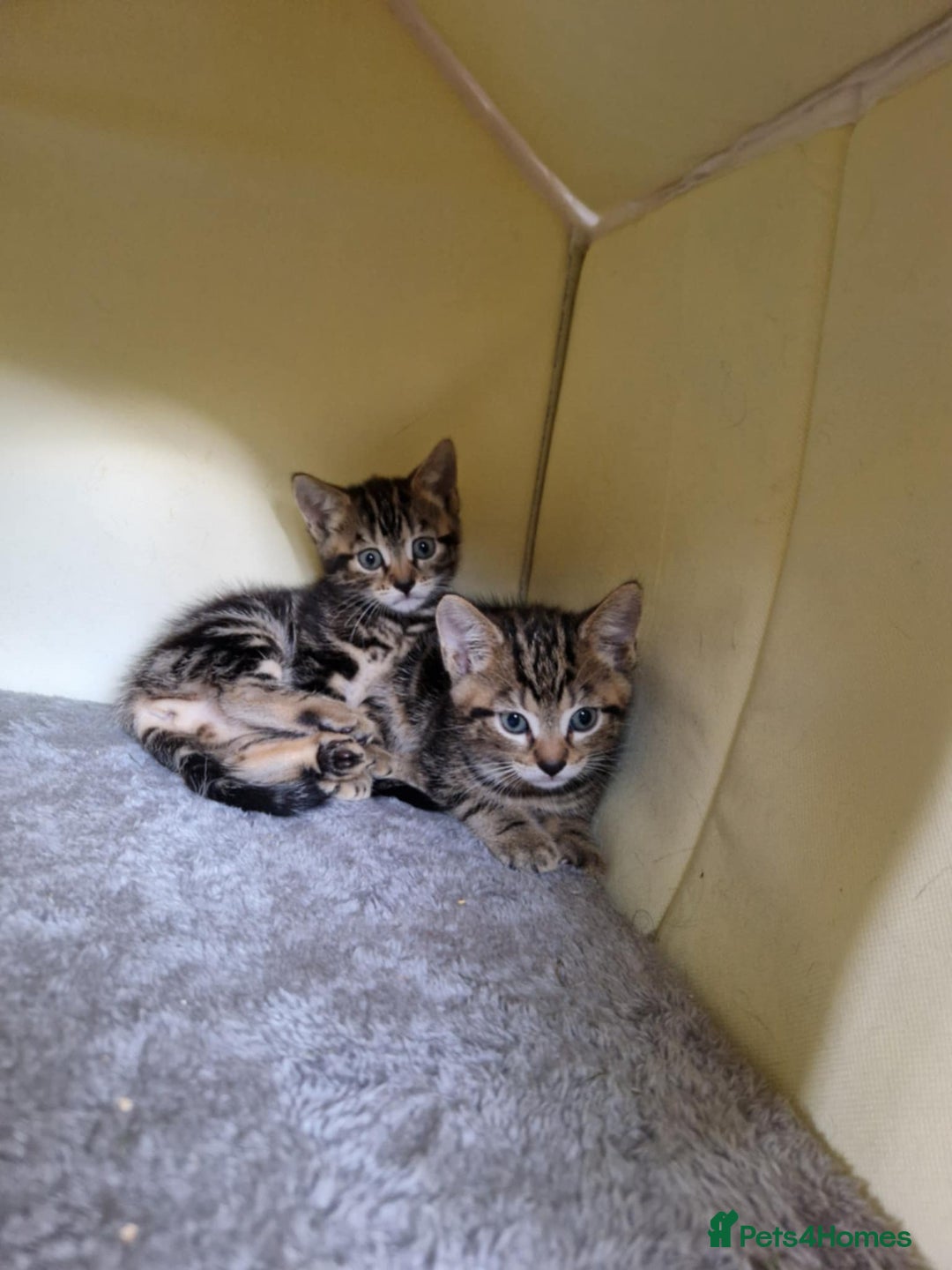 Bengal cats for sale: Bengal tabby mix kittens - Image 11