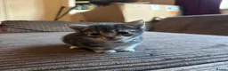 Mixed Breed cats for sale: Mixed breed kittens  - Advert 4