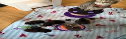 Mixed Breed cats for sale: 5 Beautiful kittens for sale - Advert 3