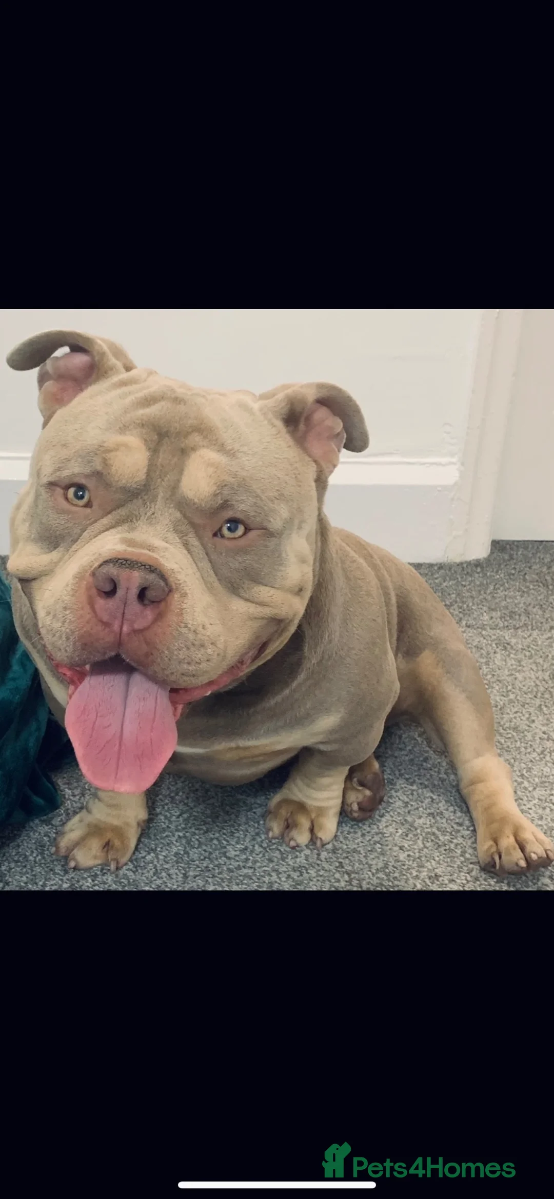 American Bully dogs for sale: 4 year old Pocket Bully for sale  - Advert 1