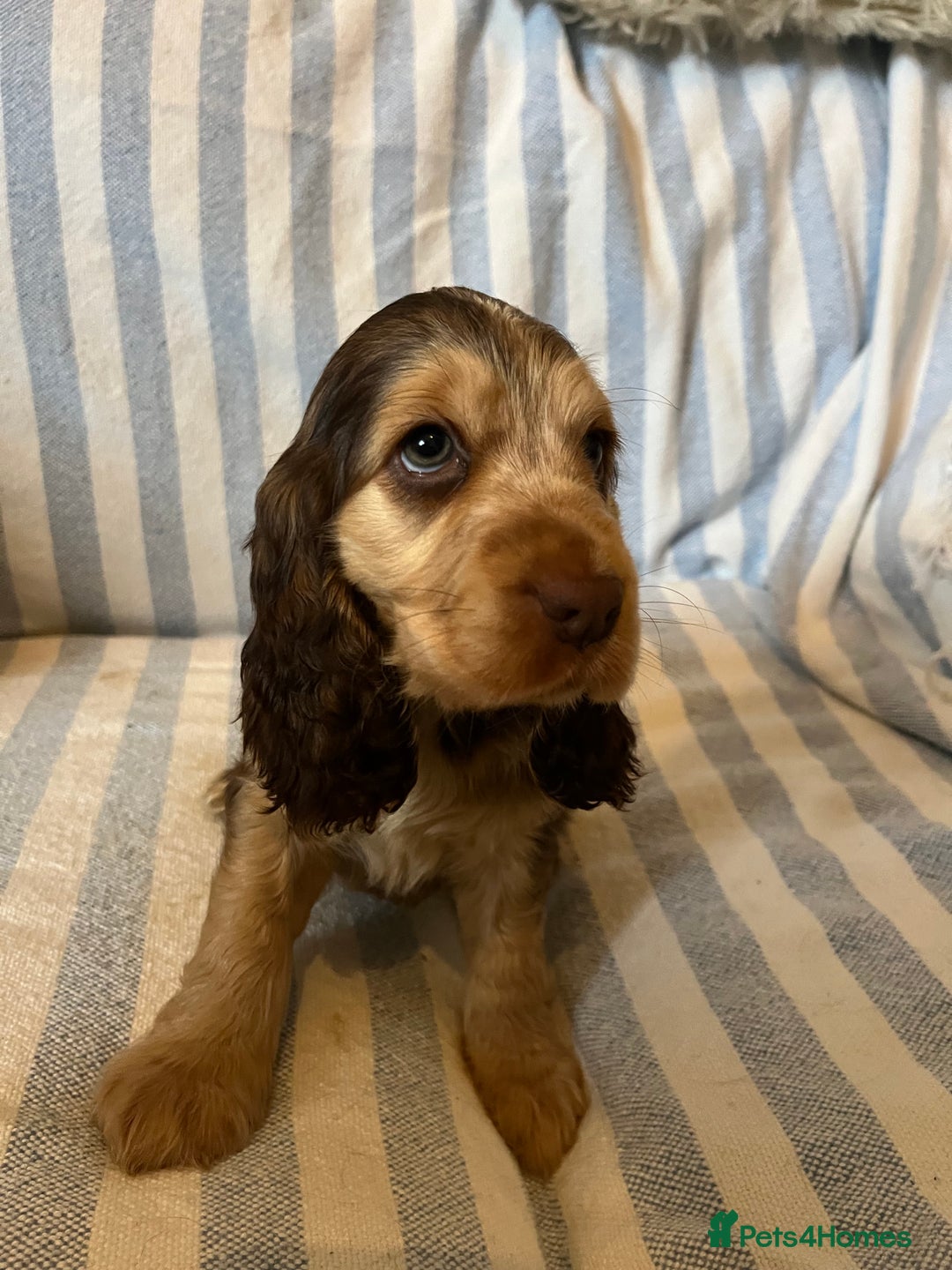Cocker Spaniel dogs for sale: ADORABLE KC REG SHOW TYPE COCKER SPANIEL PUPPIES - Image 7