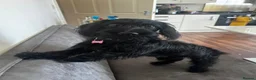 Mixed Breed dogs for sale: Beautiful 2-year-old Doxiepoo in Bristol - Advert 2