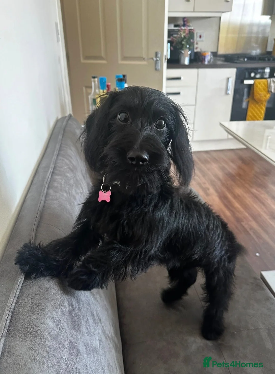 Mixed Breed dogs for sale: Beautiful 2-year-old Doxiepoo in Bristol - Advert 2