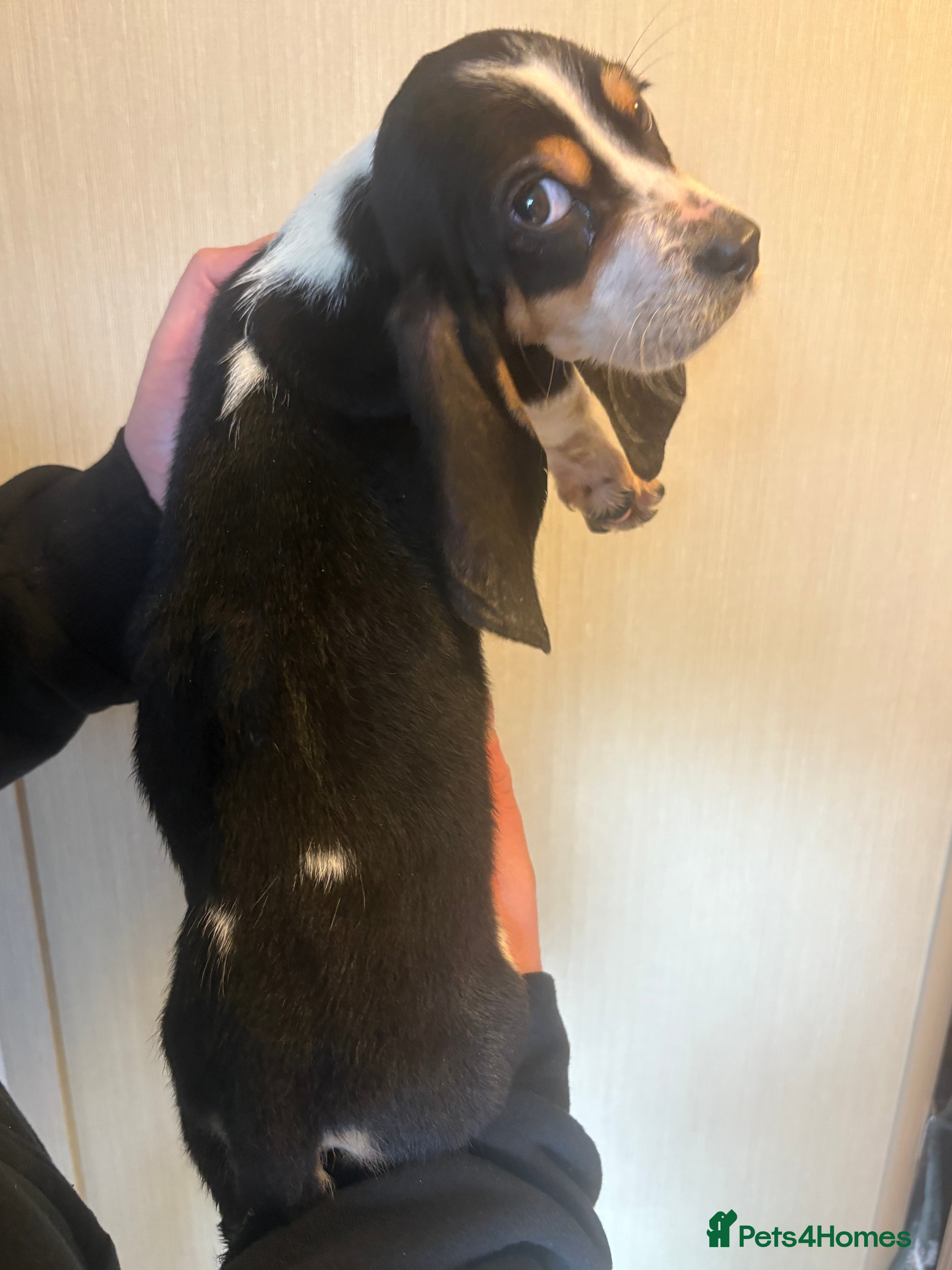 Basset Hound dogs Basset hound puppies  - Advert 4