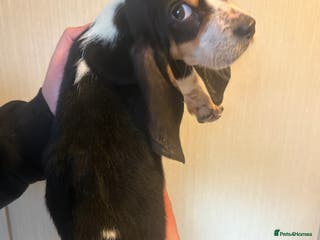 Basset Hound dogs Basset hound puppies - Advert 4