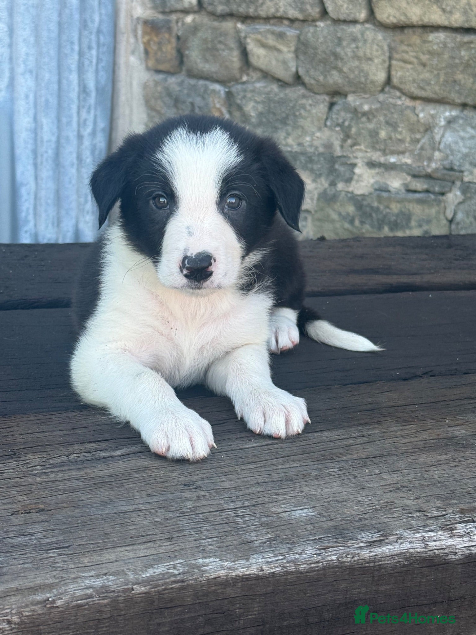 Border Collie dogs ISDS registered pups from amazing lines - Advert 1