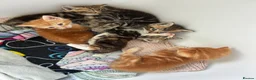 Mixed Breed cats for sale: 2 males left for a new home in Bodmin - Advert 7
