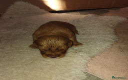 Cockalier dogs for sale: Cockerliers  f1 health tested parents - Image 10