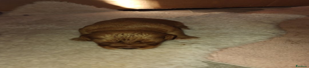 Cockalier Puppy 1