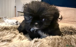 Mixed Breed dogs for sale: Shiranian boy puppies ready now  - Image 15