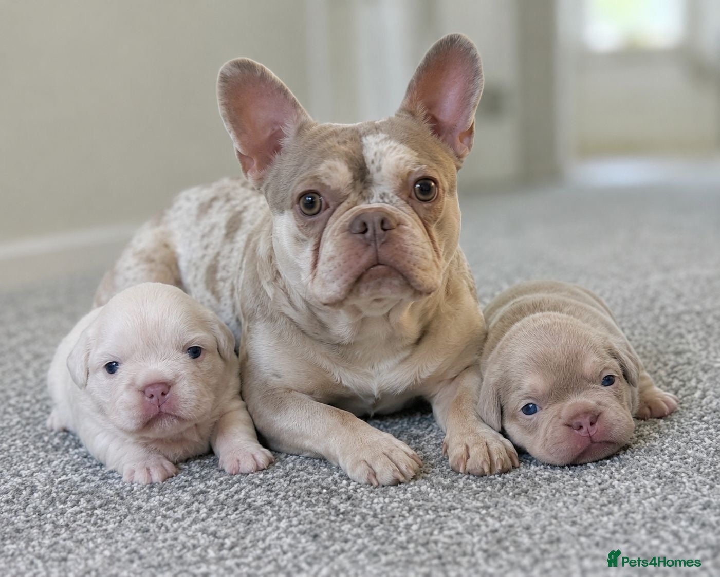 French Bulldog dogs EPIC KC FRENCH BULLDOG PUPPIES!! - Advert 1