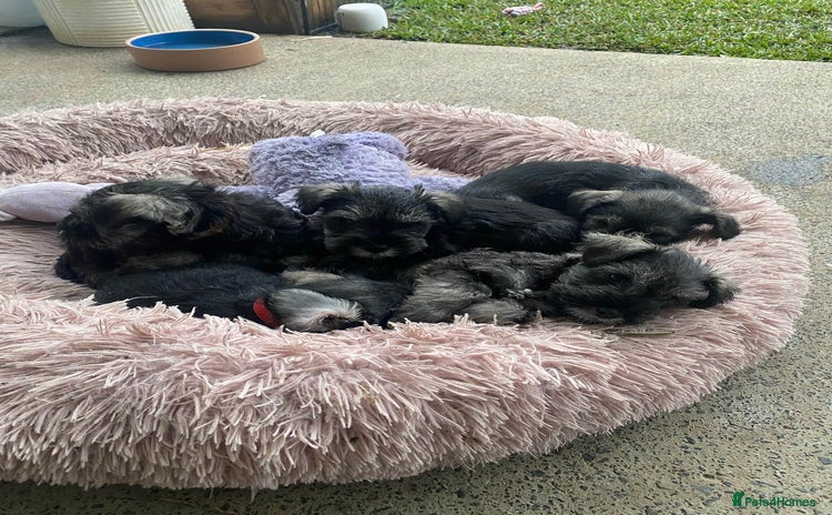Miniature Schnauzer dogs - Advert 1