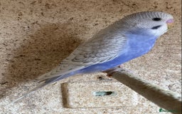 Budgerigars birds for sale: Beautiful Budgies - Image 22