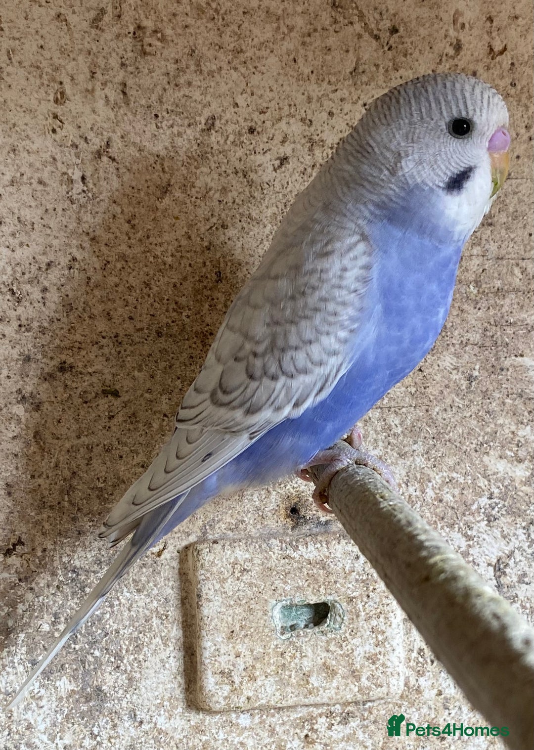 Budgerigars birds for sale: Beautiful Budgies - Image 22