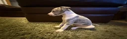 Whippet dogs for sale: KC Registered Whippet Puppies – Home Reared, - Advert 9