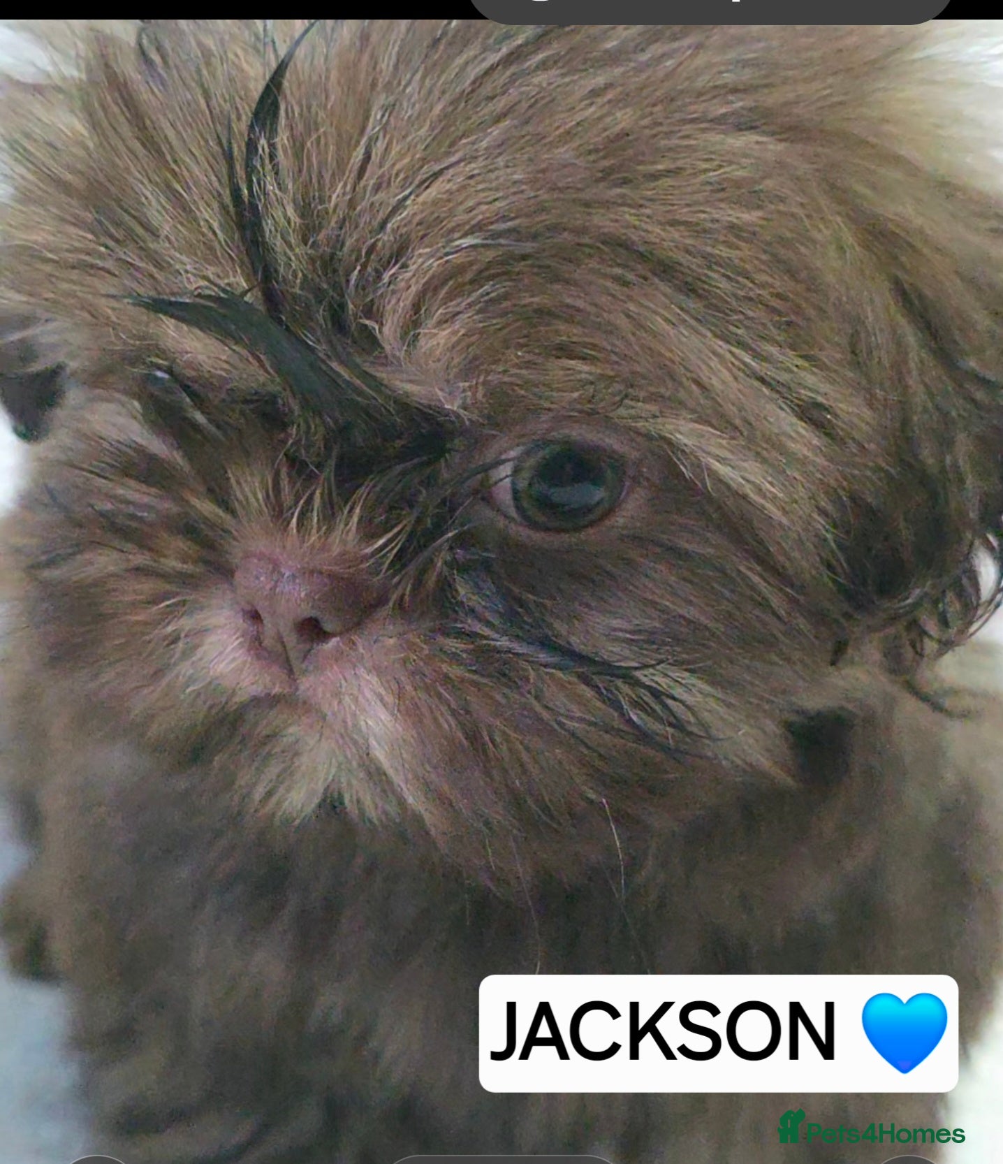 Shih Tzu dogs 5 beautiful shih tzu puppies forsale  - Advert 1