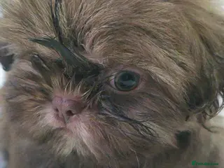 Shih Tzu dogs 5 beautiful shih tzu puppies forsale - Advert 1