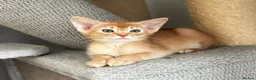 Abyssinian cats for sale: Abyssinian kittens  - Advert 1
