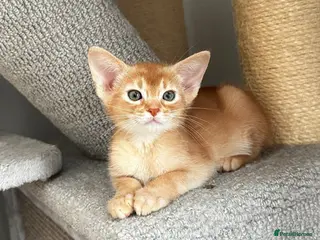 Abyssinian cats Abyssinian kittens - Advert 5