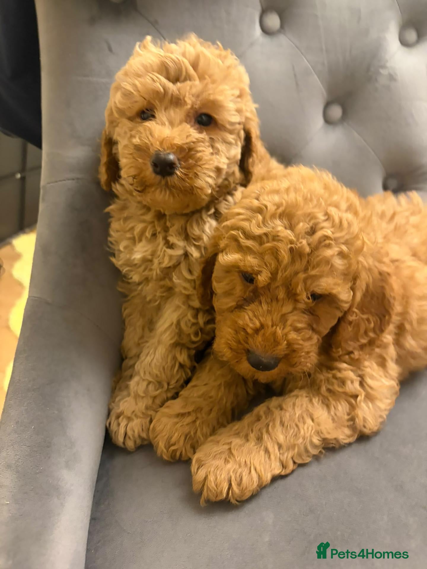Miniature Poodle dogs Miniature poodle pups for sale  - Advert 1