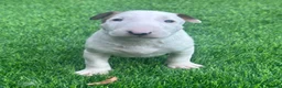 English Bull Terrier dogs for sale: Stunning English bull terrier puppies for sale  - Advert 9