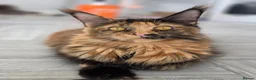 Maine Coon cats for sale: 2 Beautiful TICA Registered Maine Coon Kittens - Advert 15