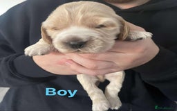 Cocker Spaniel dogs for sale: Kc reg show cocker spaniels. Heath tested parents - Image 5