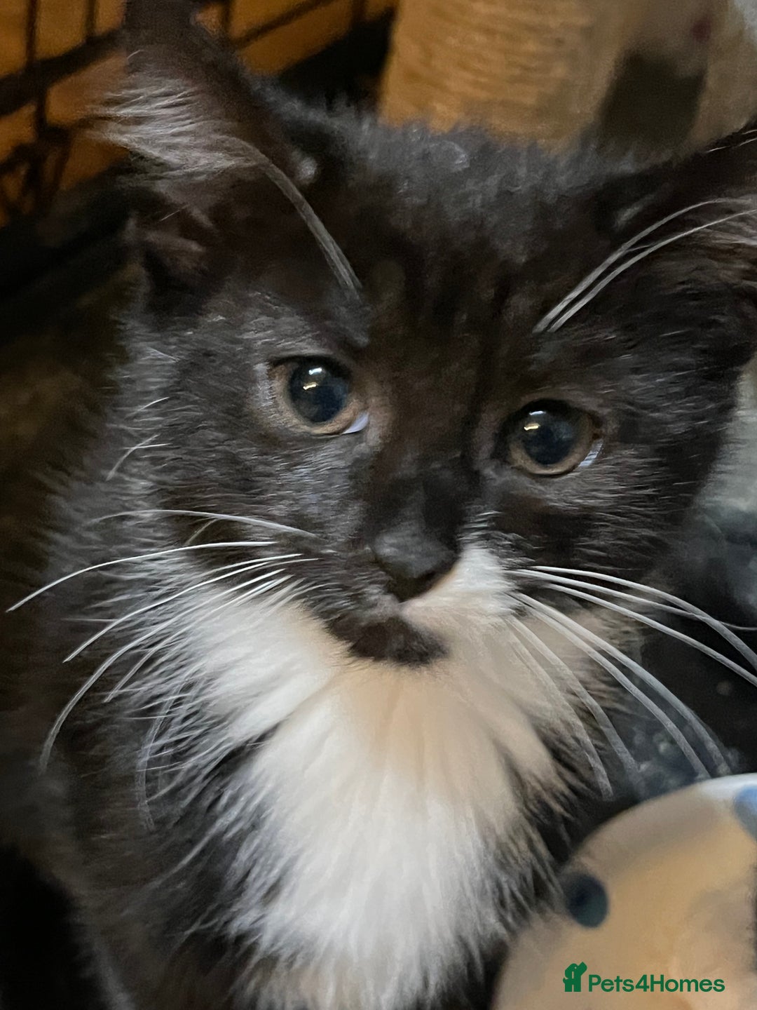 Mixed Breed cats for sale: Mixed breed kittens  - Advert 9