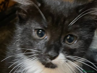 Mixed Breed cats Mixed breed kittens - Advert 13