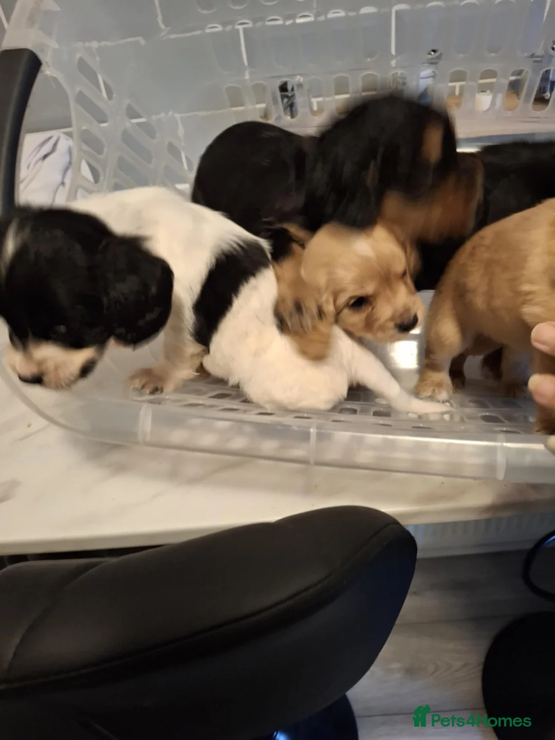 Cocker Spaniel dogs for sale: Girl and Boys cocker spaniels - Advert 9