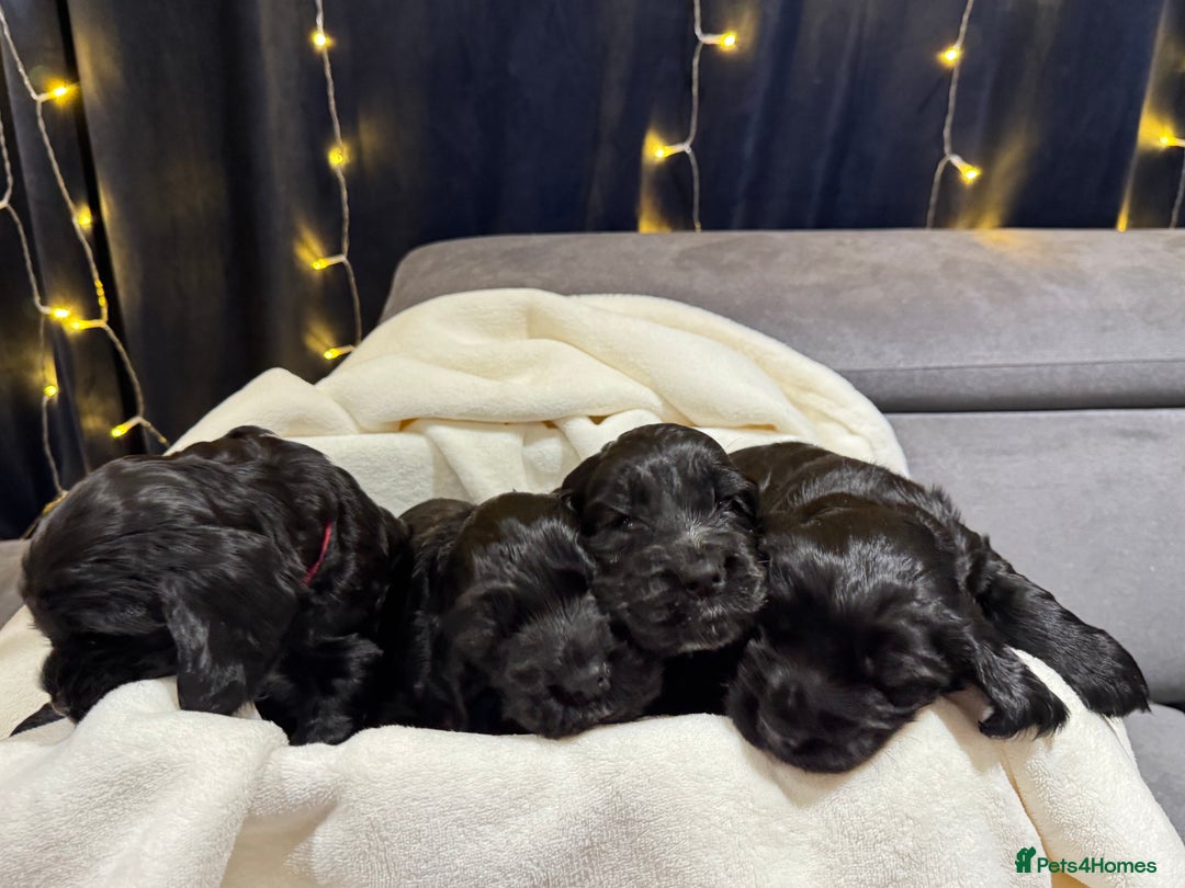 Cocker Spaniel dogs for sale: Show Type Cocker Spaniel  - Advert 6