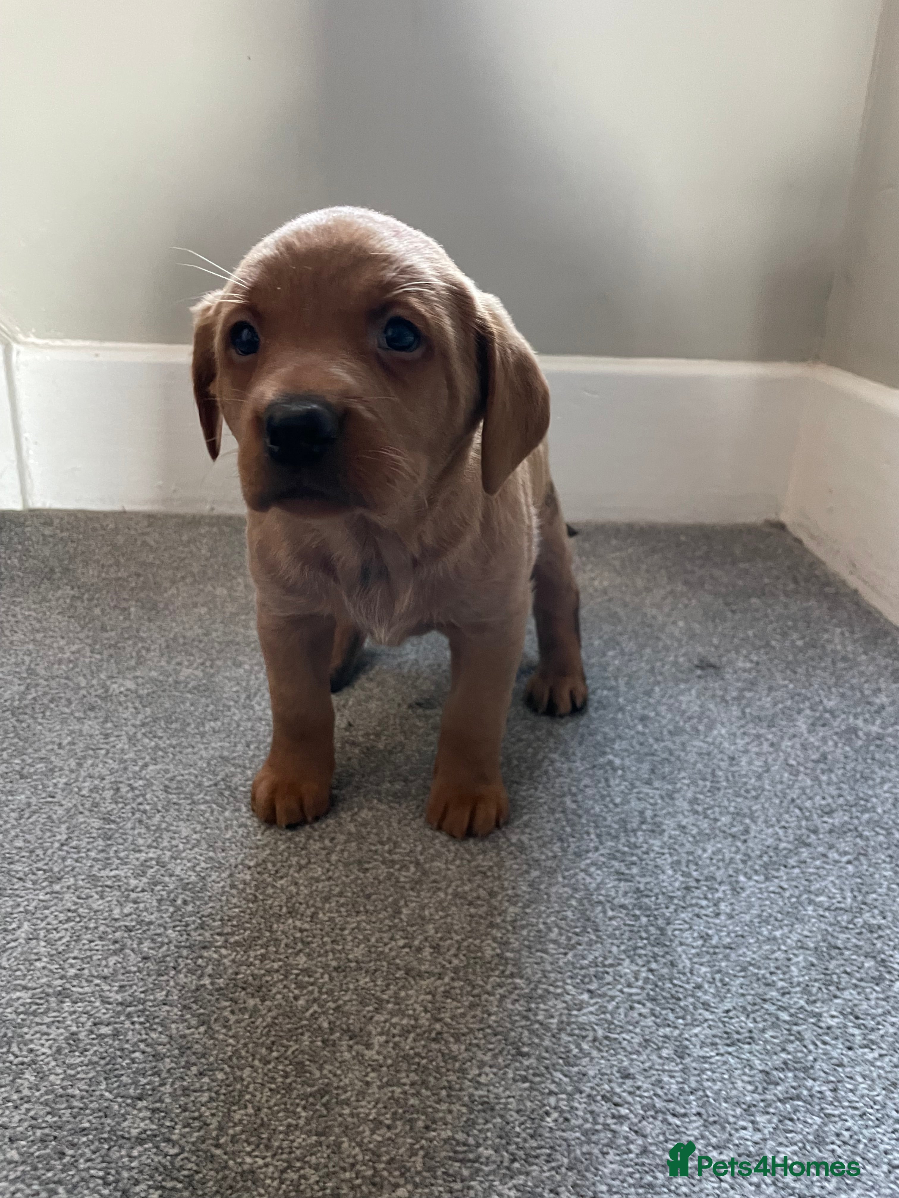 Labrador Retriever dogs Fox red Labrador puppies  - Advert 10