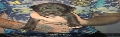 Orion 