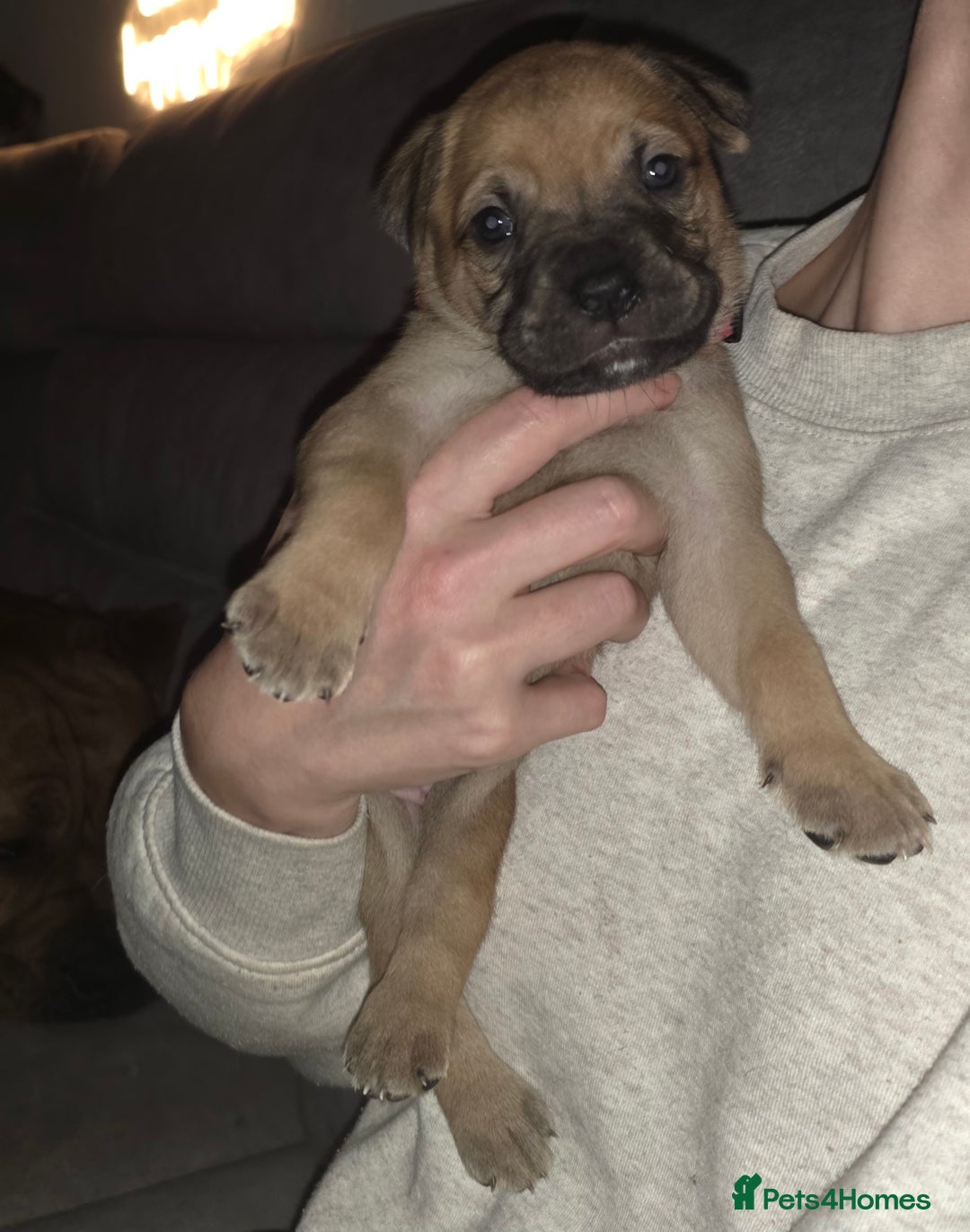 Mixed Breed dogs for sale: Adorable Bull Bordeaux Puppies  - Advert 8