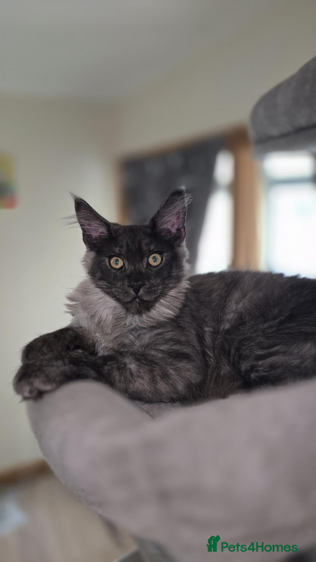 Maine Coon cats Championship tica/active maine coon kitten - Advert 14