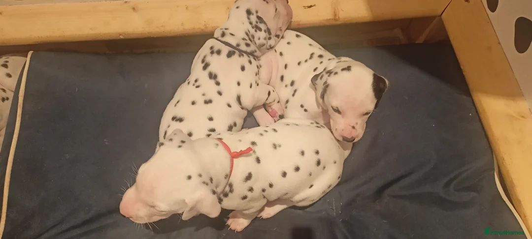 Dalmatian dogs for sale: Beautiful dalmatian puppies - Advert 9