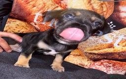 Mixed Breed dogs for sale: Puppies  - Image 7