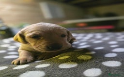 Labrador Retriever dogs for sale: Beautiful Labradors. Ready in time for Christmas - Image 10