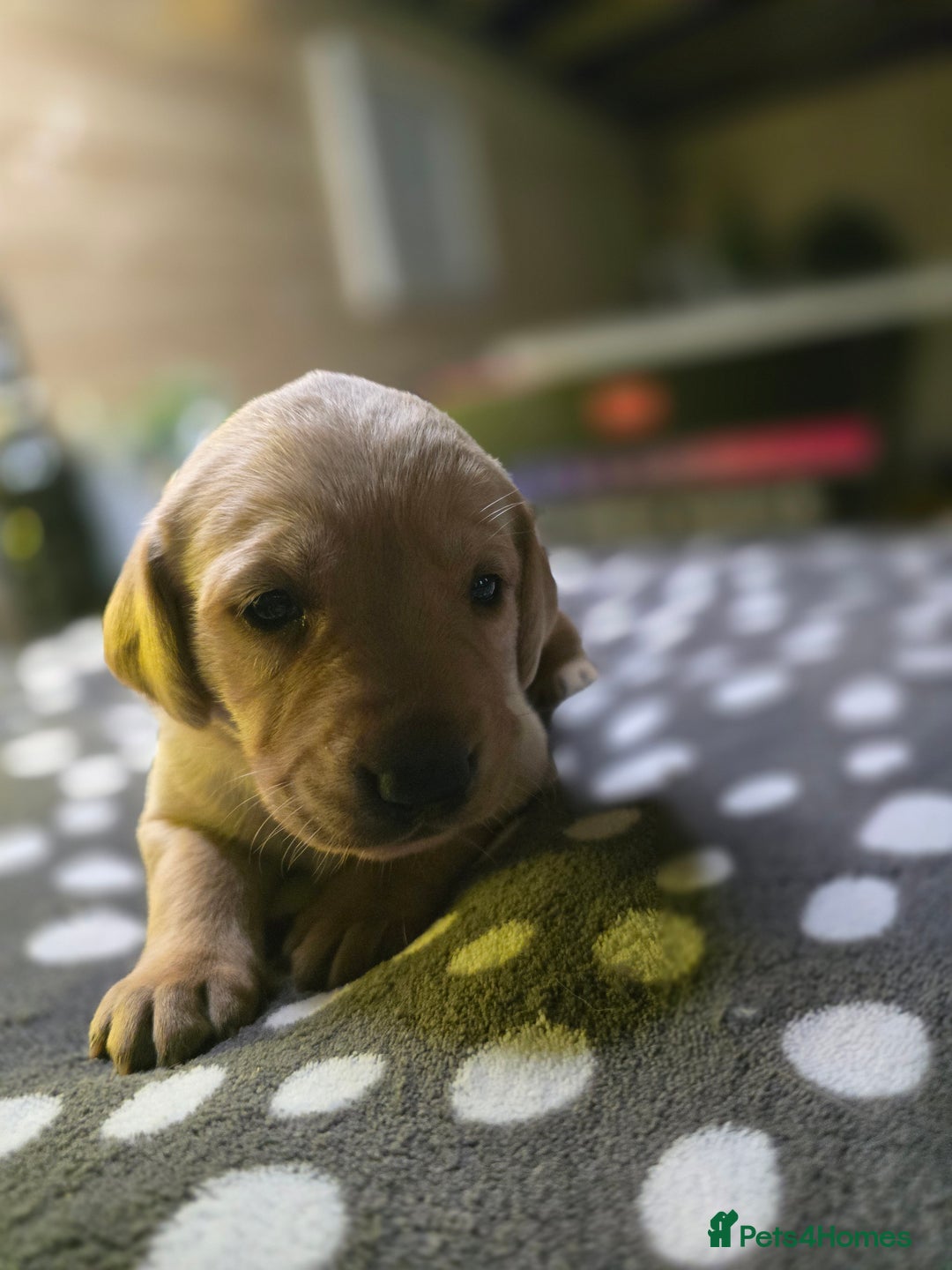 Labrador Retriever dogs for sale: Beautiful Labradors. Ready in time for Christmas - Image 10