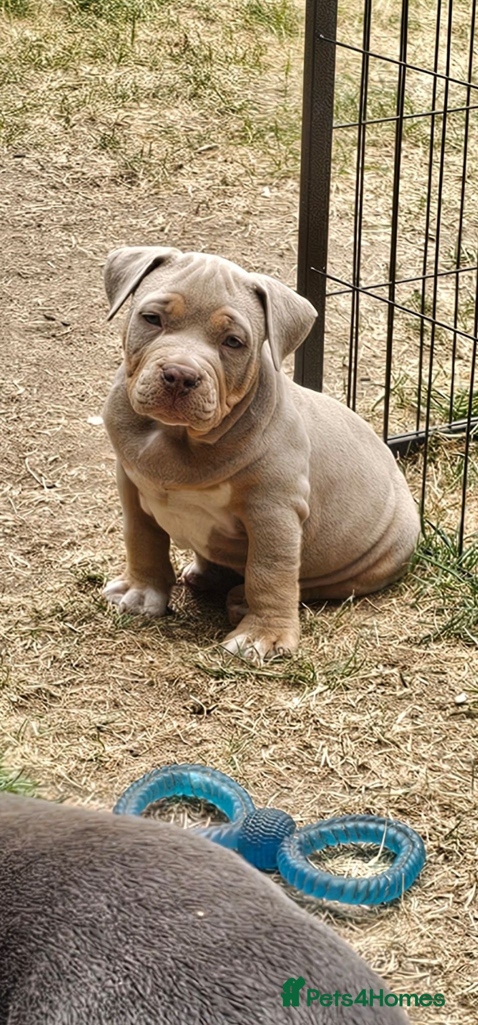 American Bully dogs Cowboyline pocket bullies (9 weeks old) - Advert 2