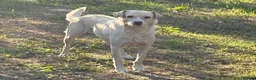 Mixed Breed dogs for adoption: AZALEA– The Little Lap Dog Who May Not Stay Little - Advert 2